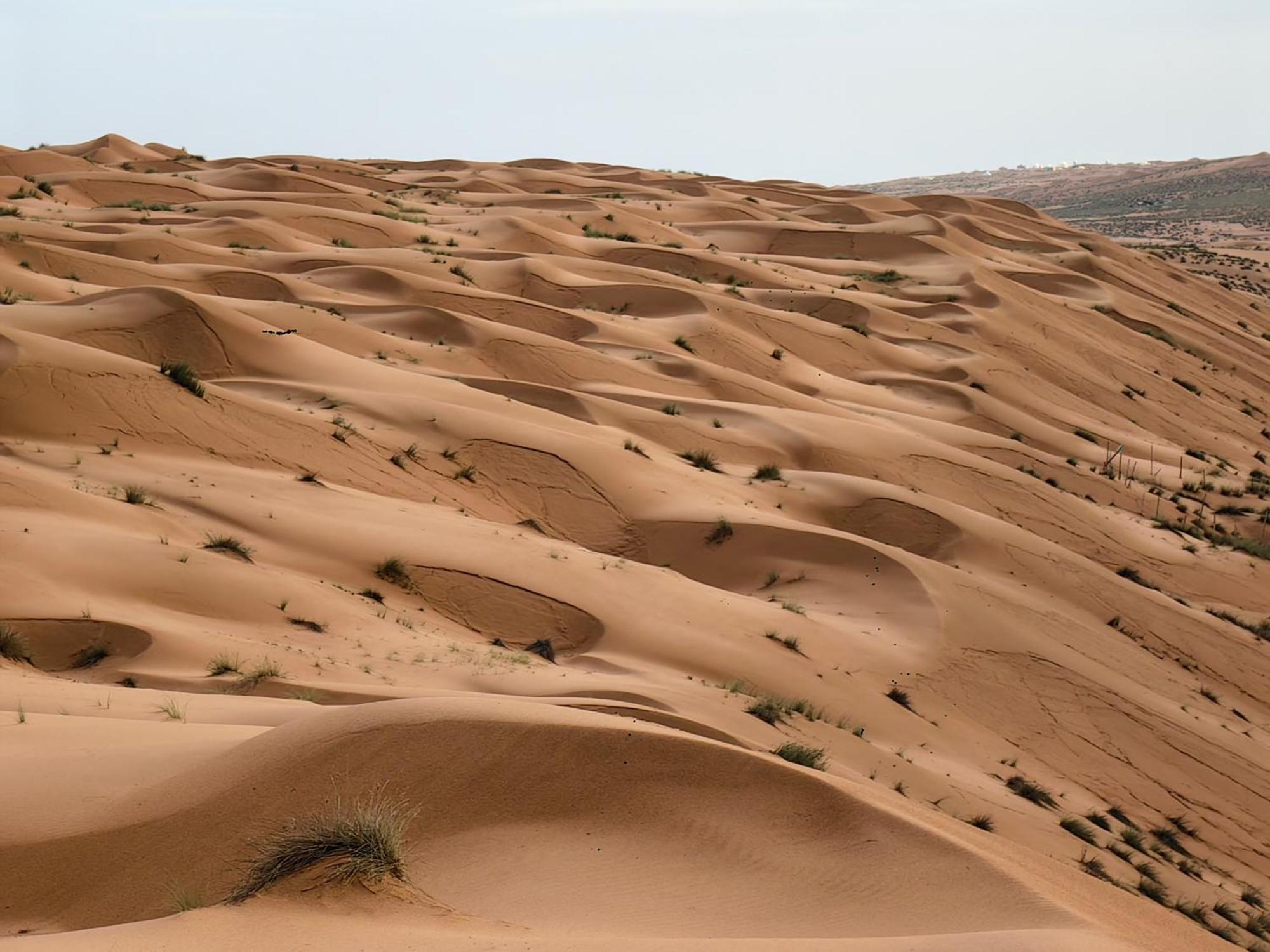 Desert Rose Camp Badīyah Exteriör bild